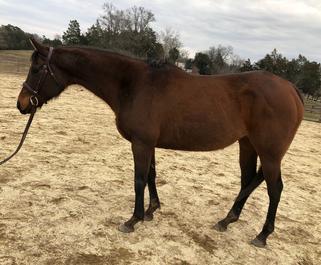 Blue Bloods thoroughbred adoption placement