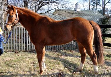 Blue Bloods thoroughbred adoption placement