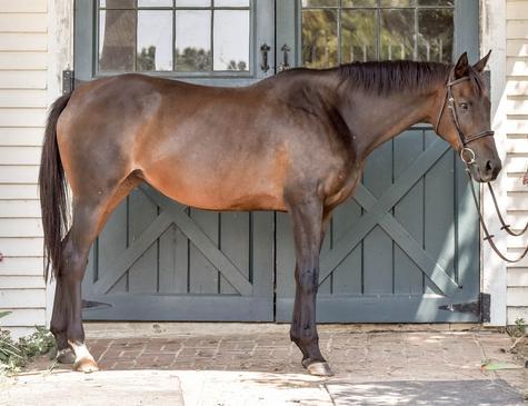 Available Horse: Tantaliza. Located at Blue Bloods Thoroughbred Adoption & Placement