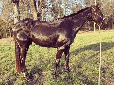 thoroughbred horse available for adoption