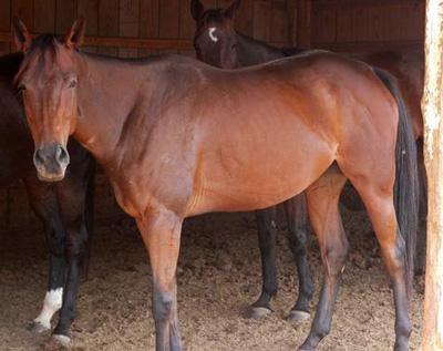 thoroughbred horse available for adoption